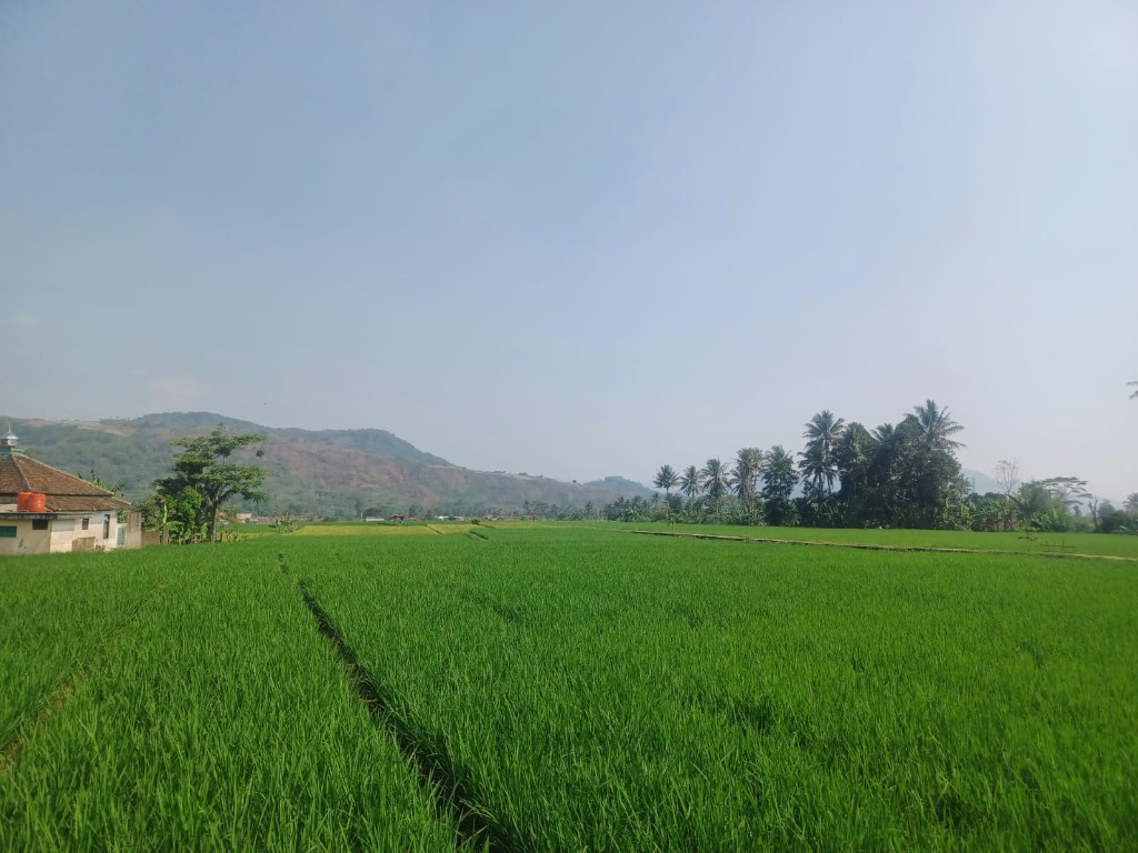 Sawah Desa Bojongsawah